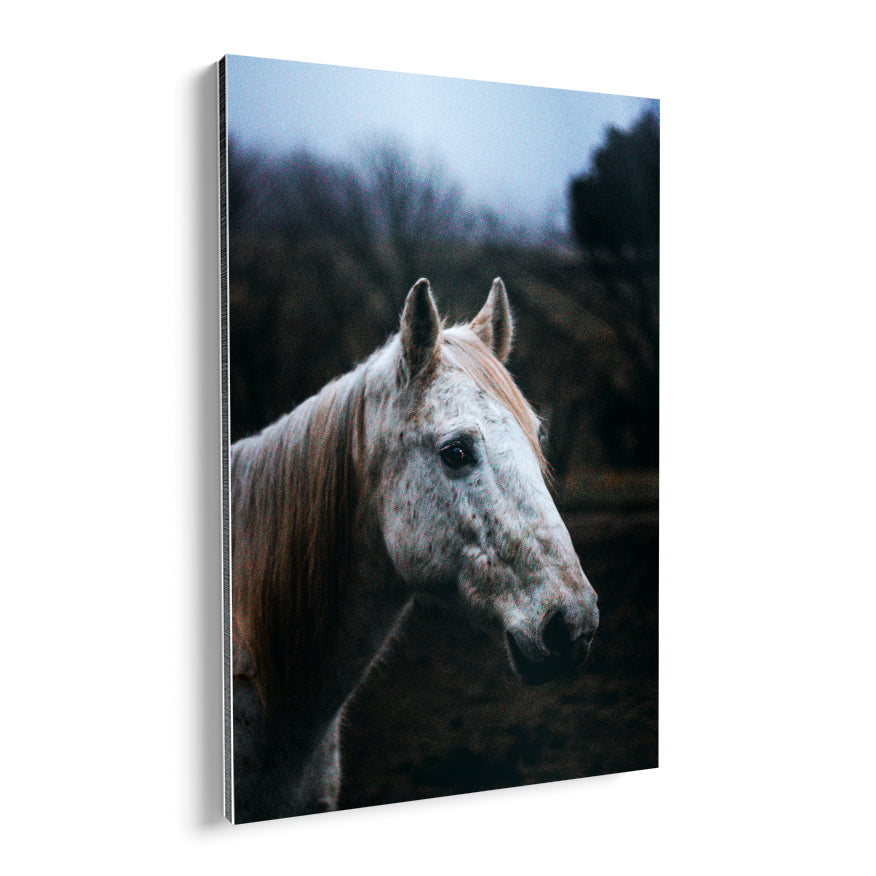 Rostro de Caballo