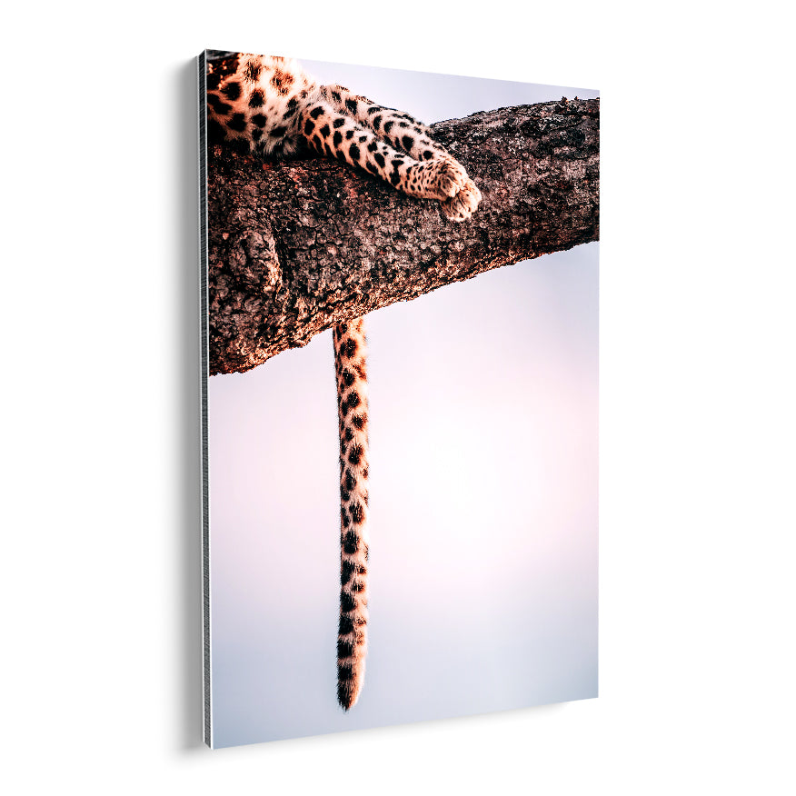 Leopardo