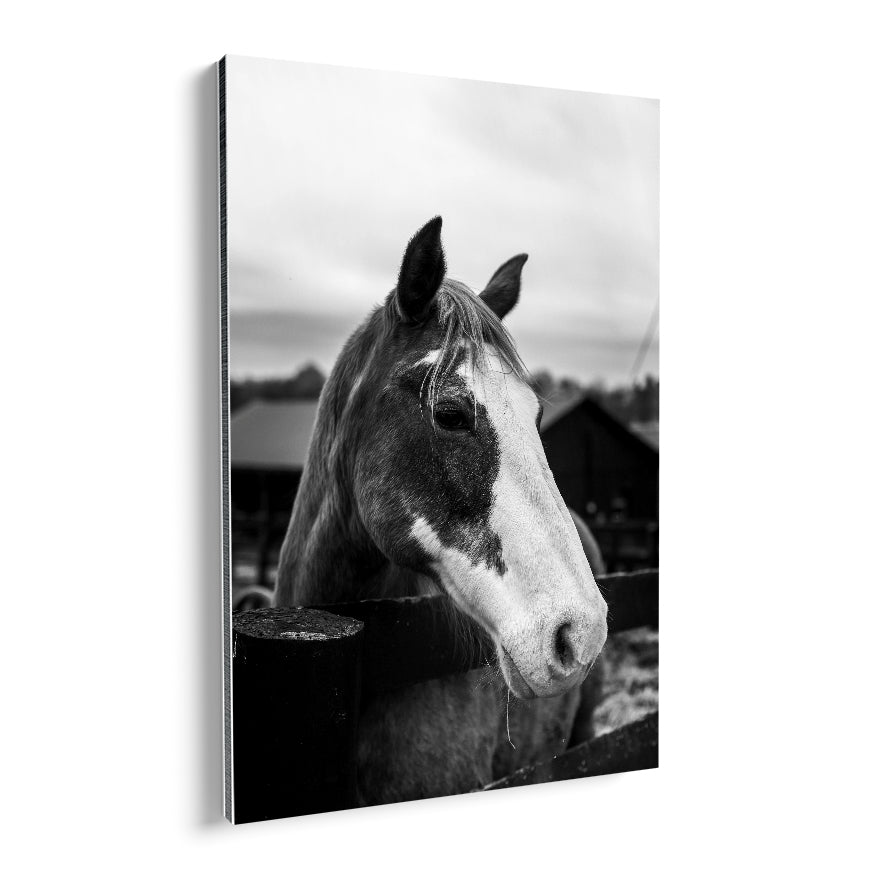 Caballo