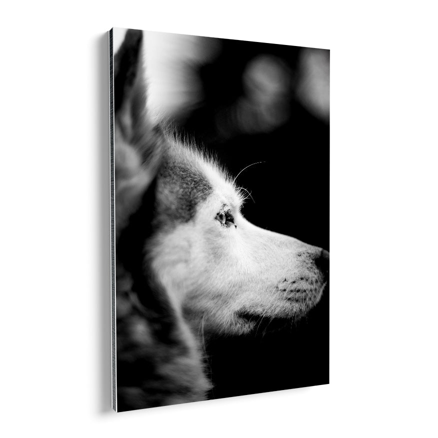 Husky
