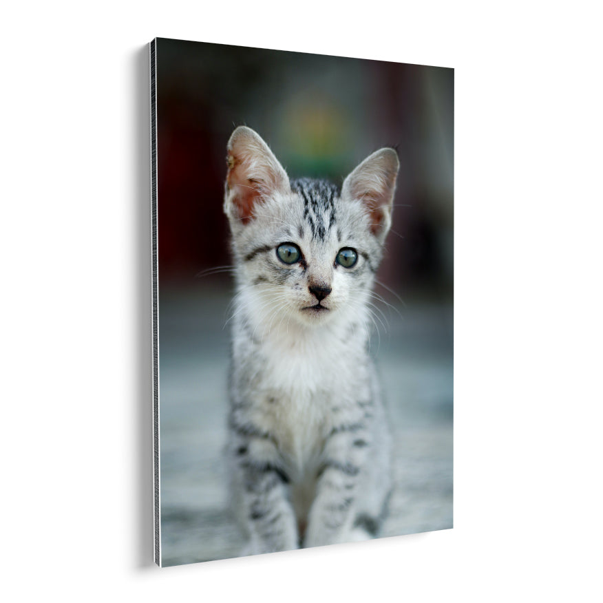 Cria de Gato