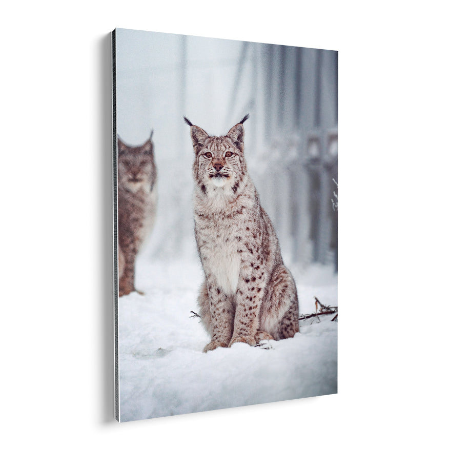 Linces en la Nieve