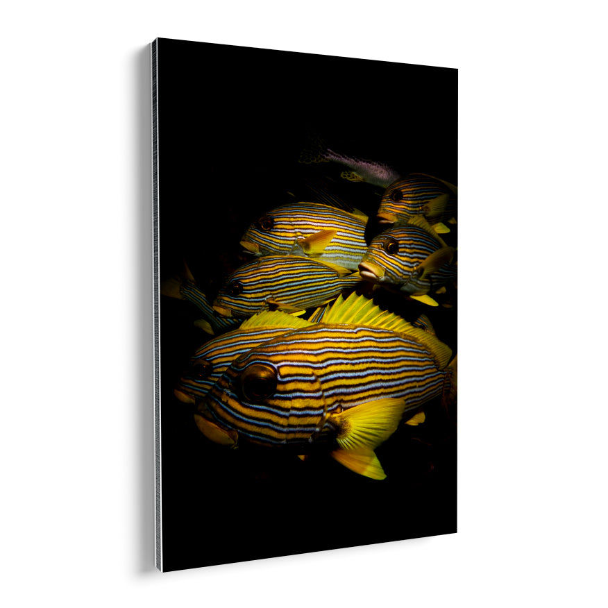 Peces de Colores