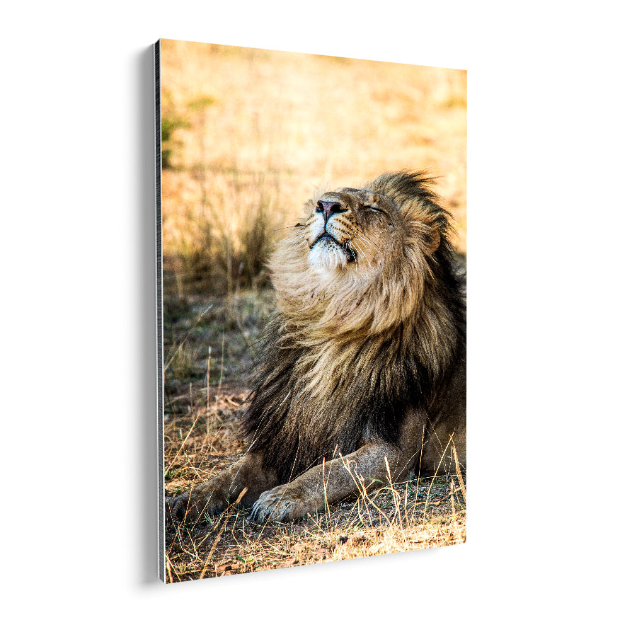 El León y el Viento