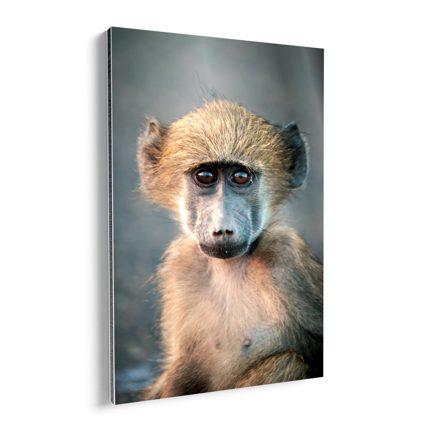 Macaco