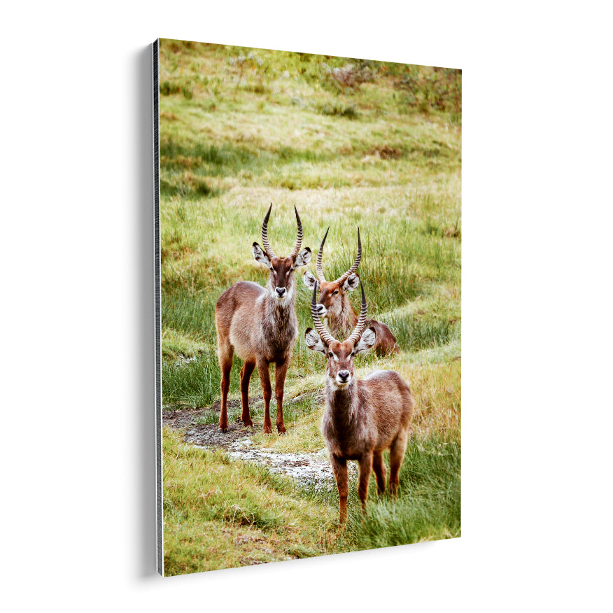 Machos Waterbuck