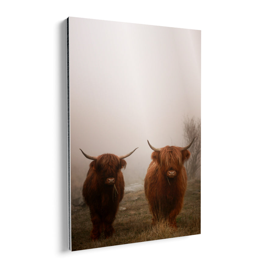 Vaca de las Tierras Altas