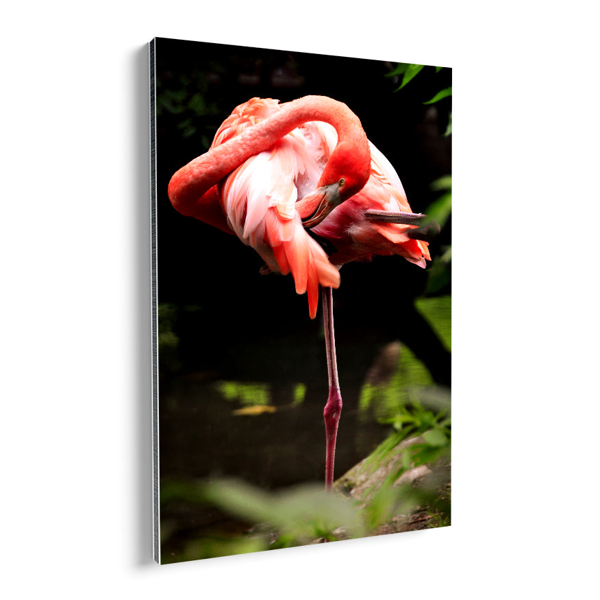 Flamenco Rosa
