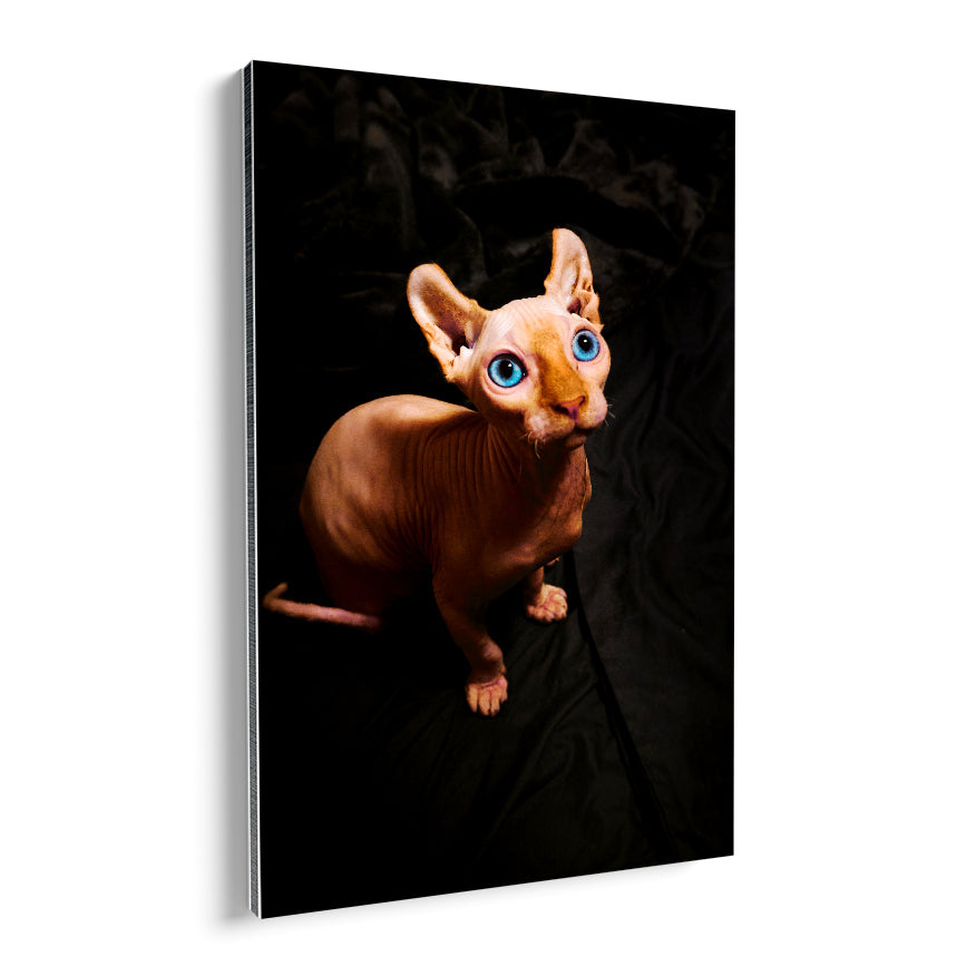Sphynx