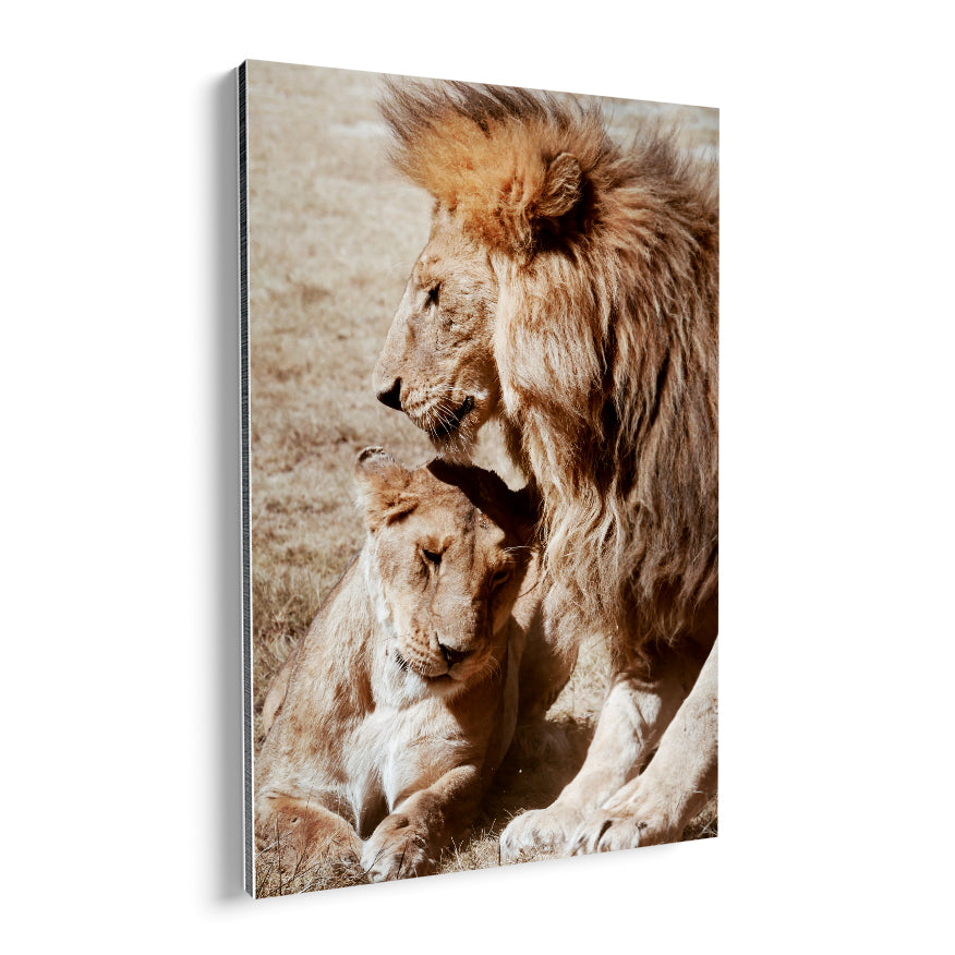 Pareja de Leones