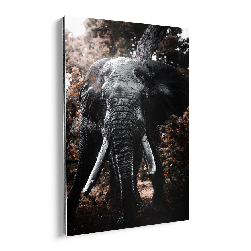 Elefante