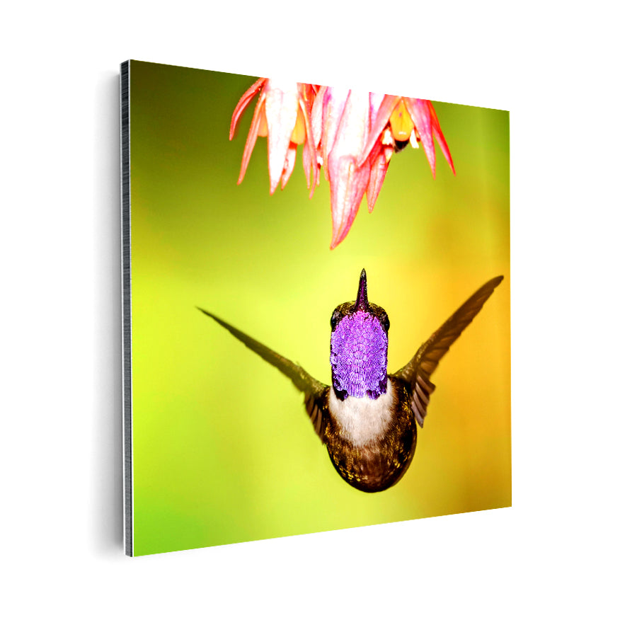 Colibrí