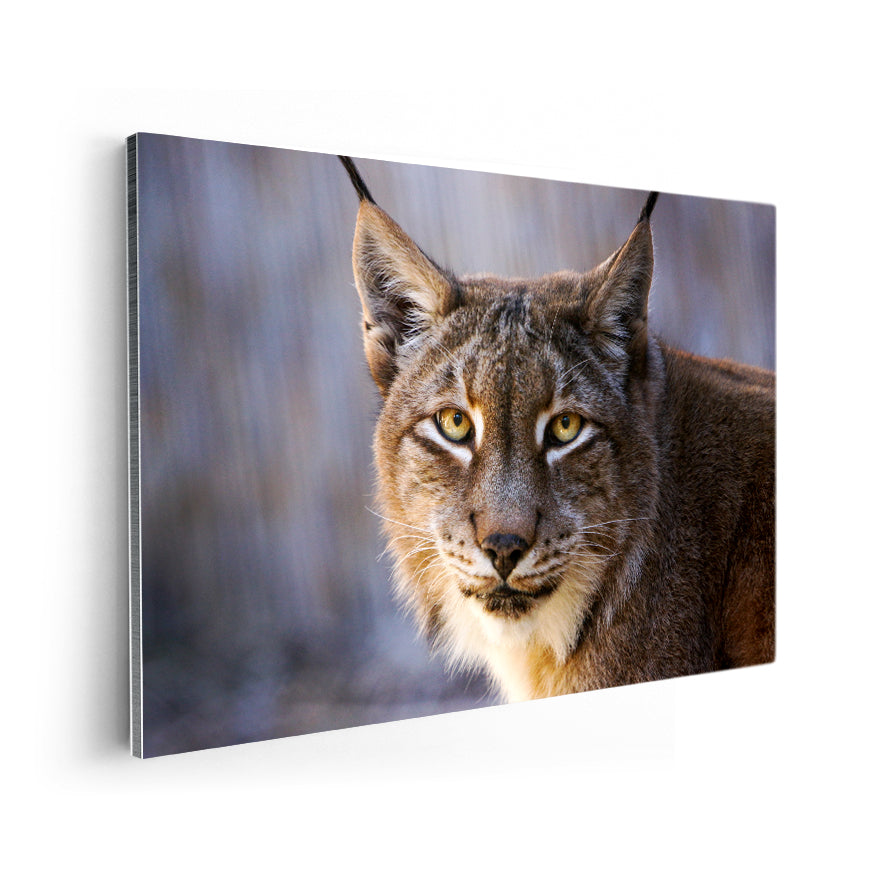 Lince