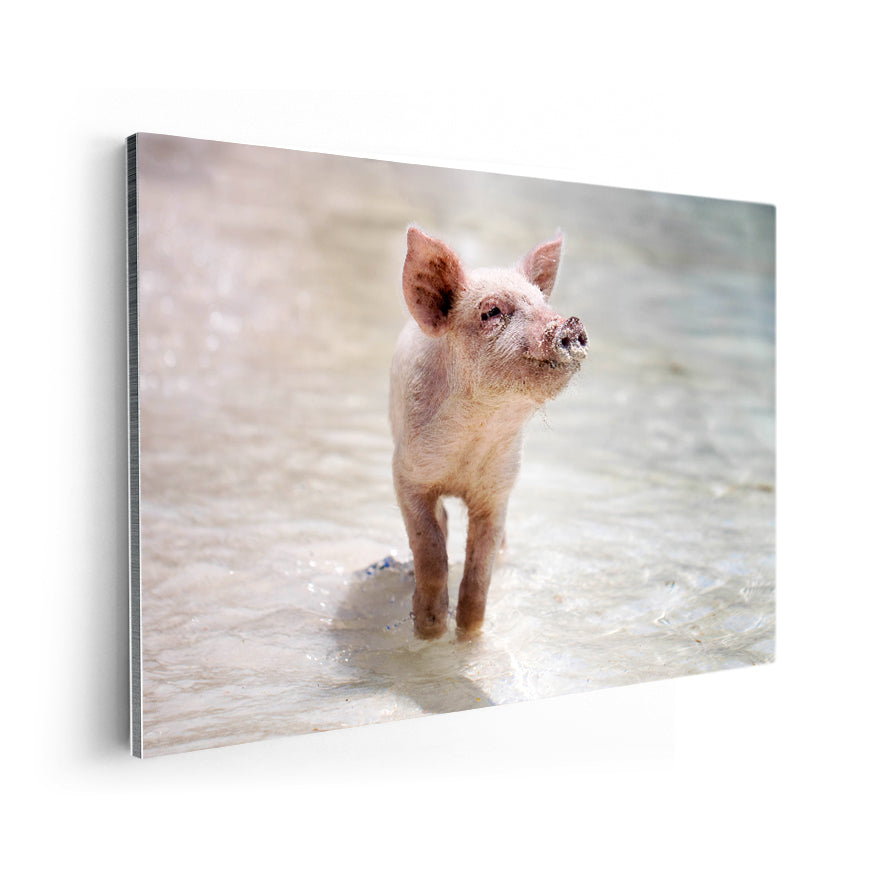 Cerdo en la Playa