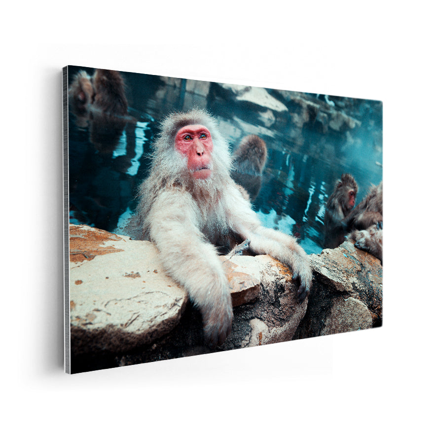 Macaco de Cara Roja