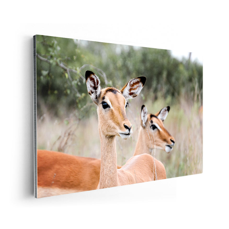 Impalas Hembras