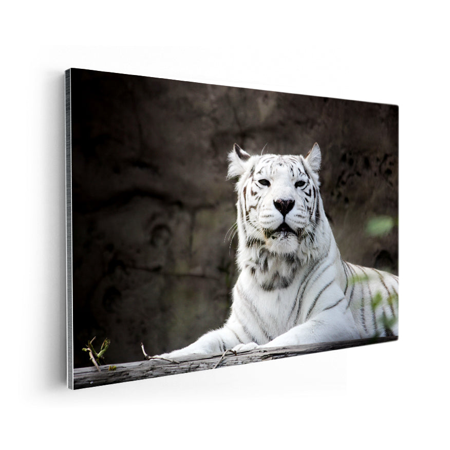Tigre Albino