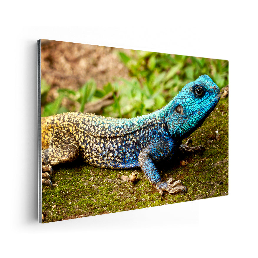 Agama de Cabeza Azul