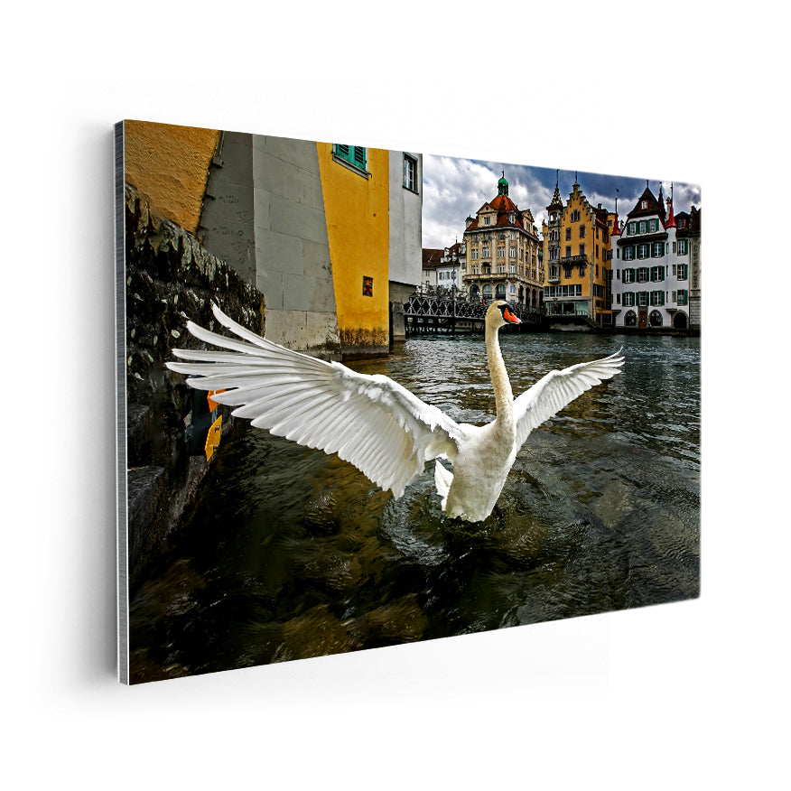 Cisne Blanco