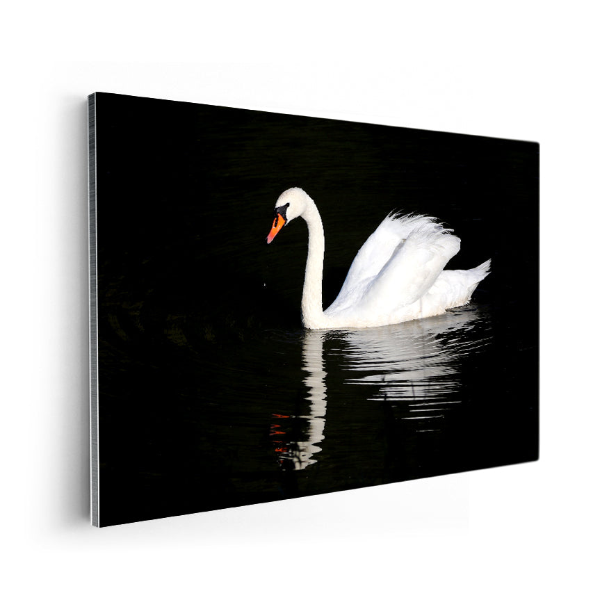 Cisne Vulgar