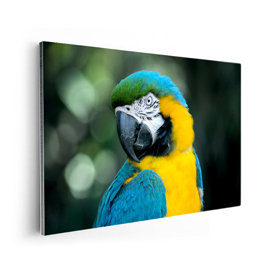 Guacamayo Amarillo Azulado