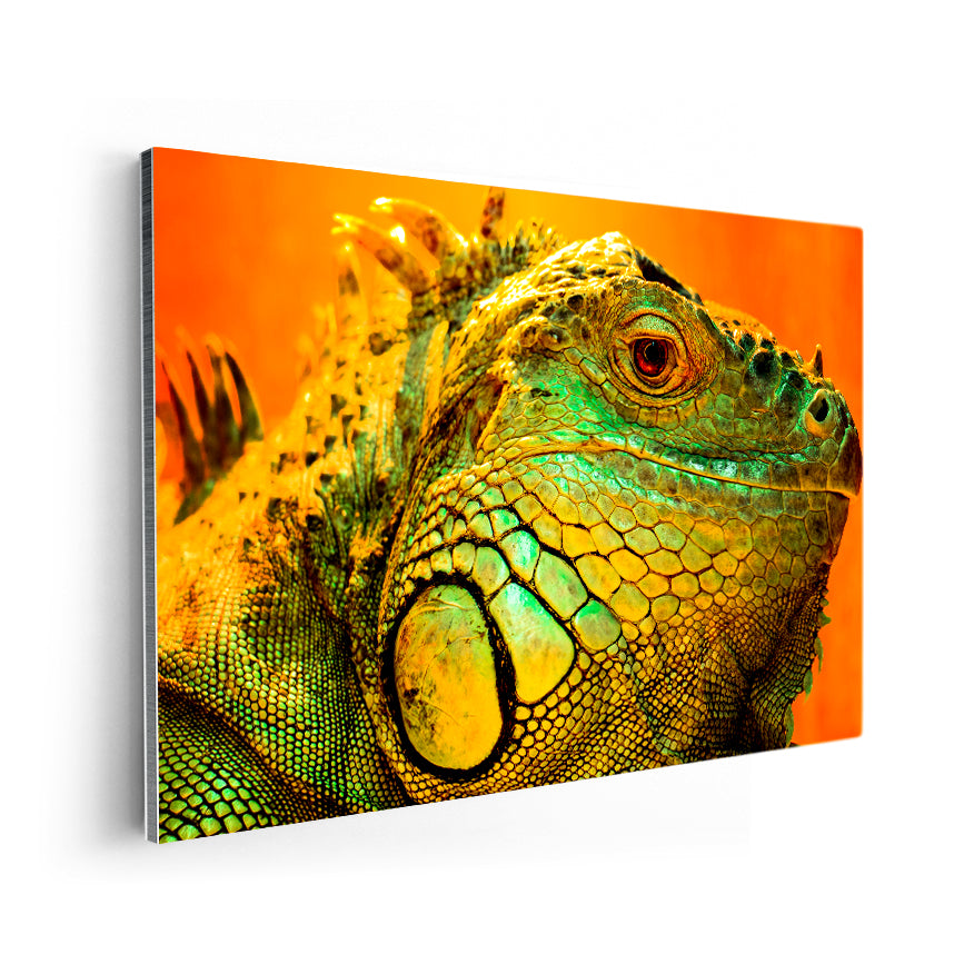 Iguana