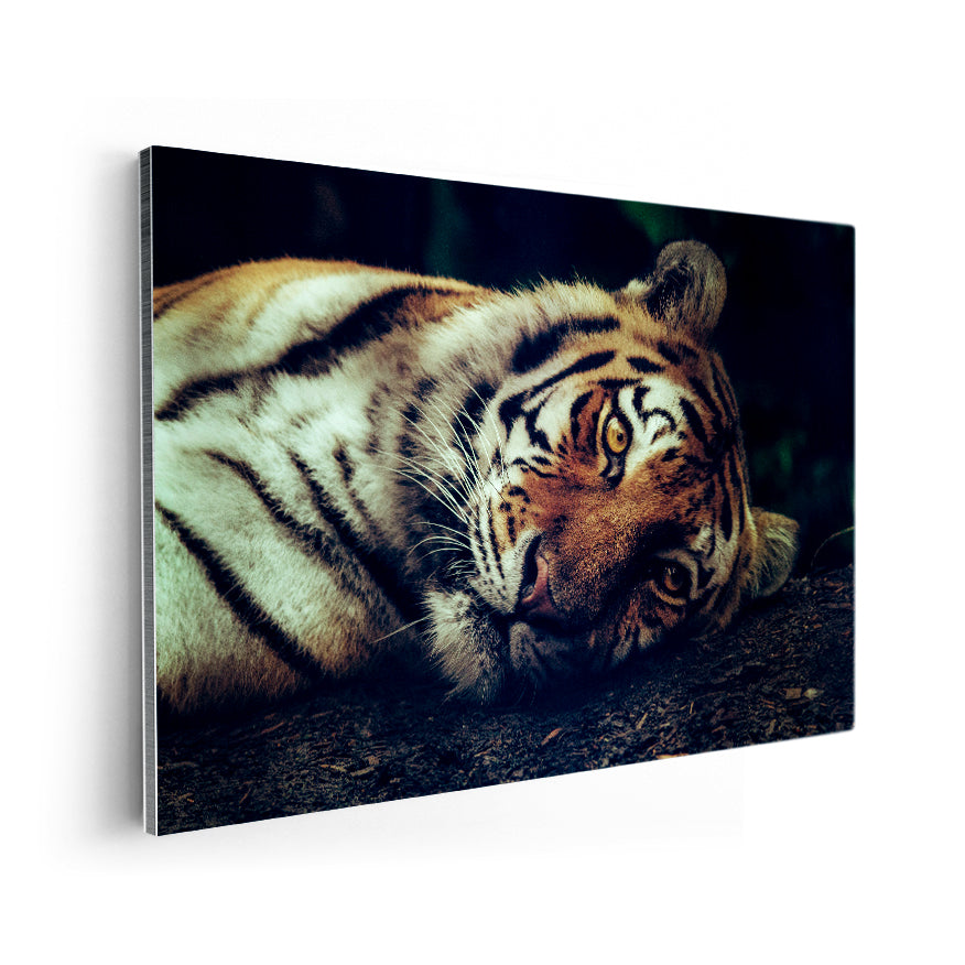 Tigre