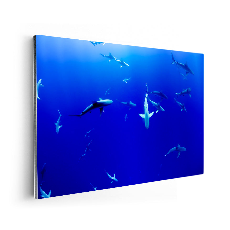 Tiburones
