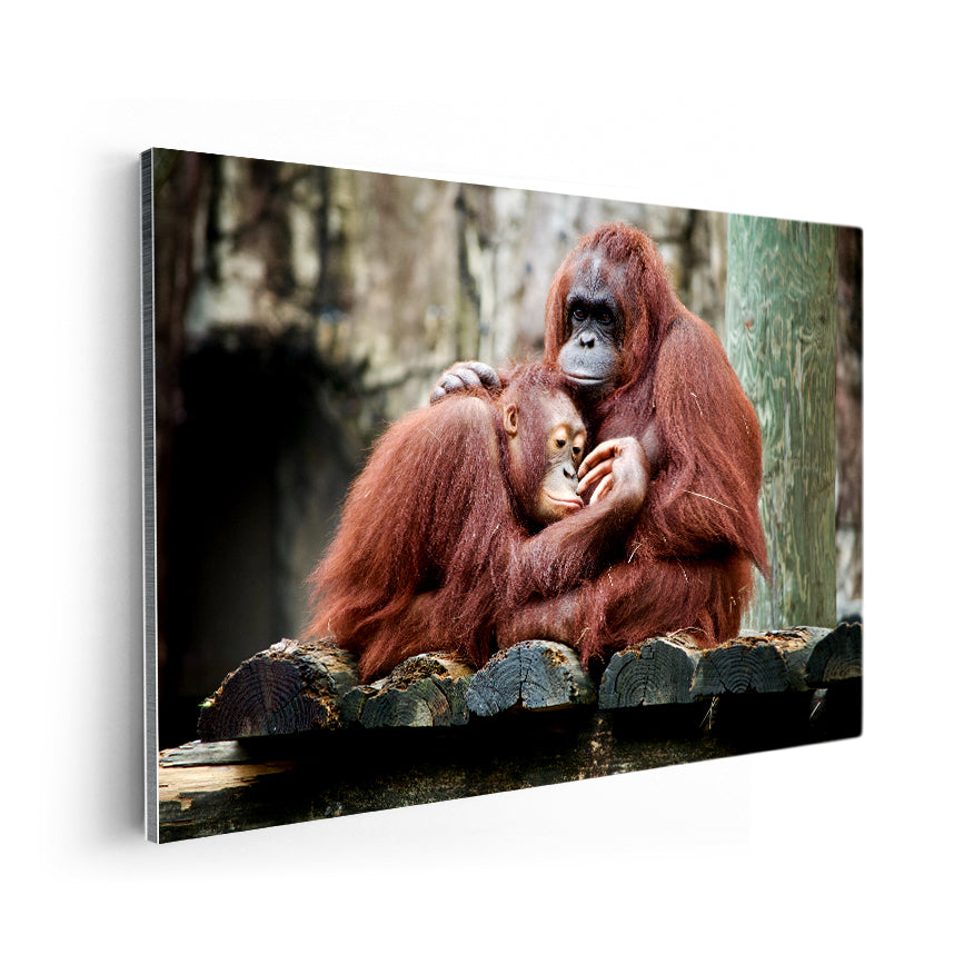 Orangután