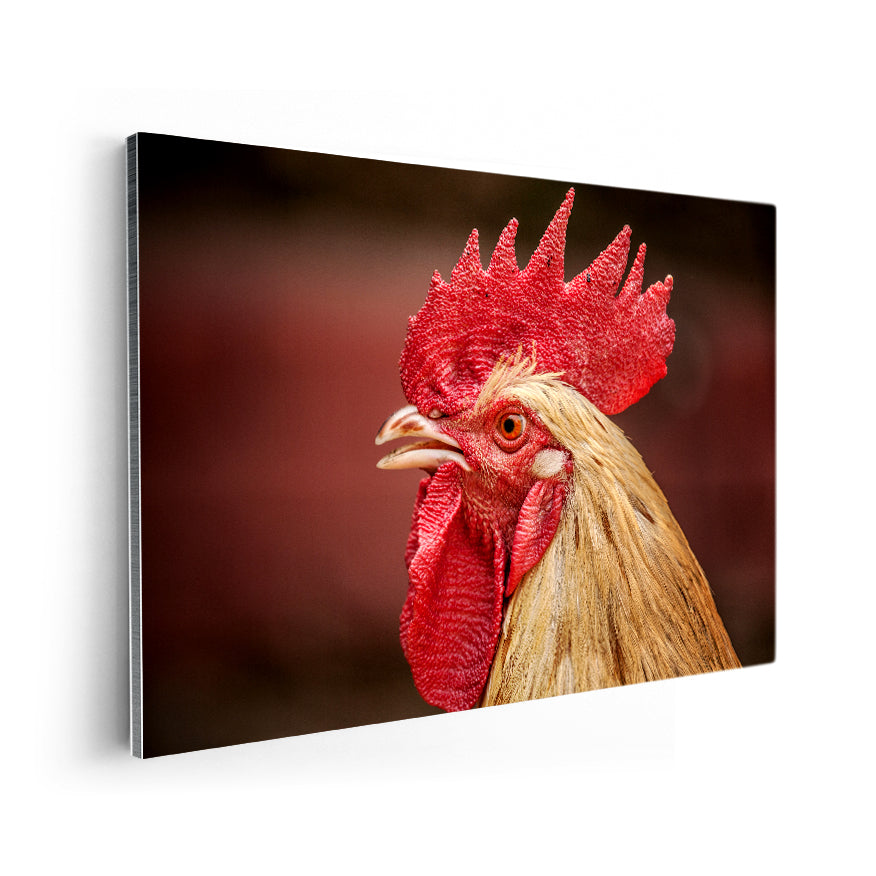 Gallo