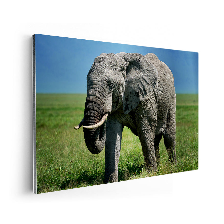 Elefante
