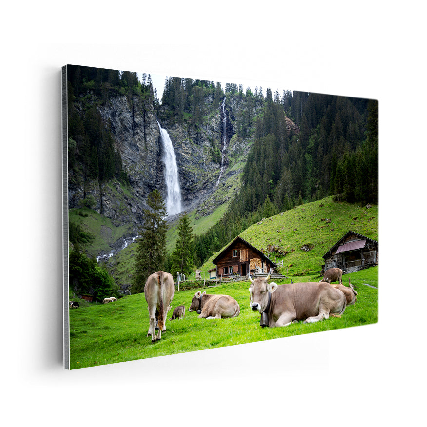 Vacas
