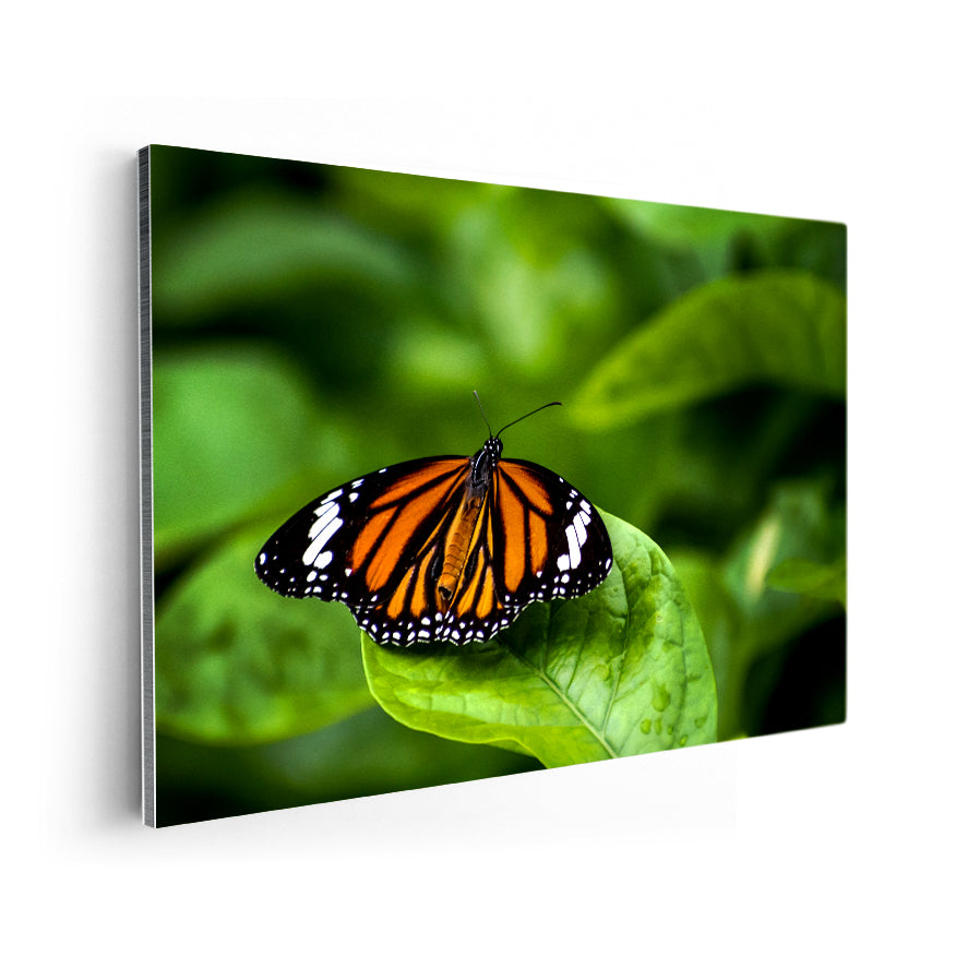 Mariposa Monarca