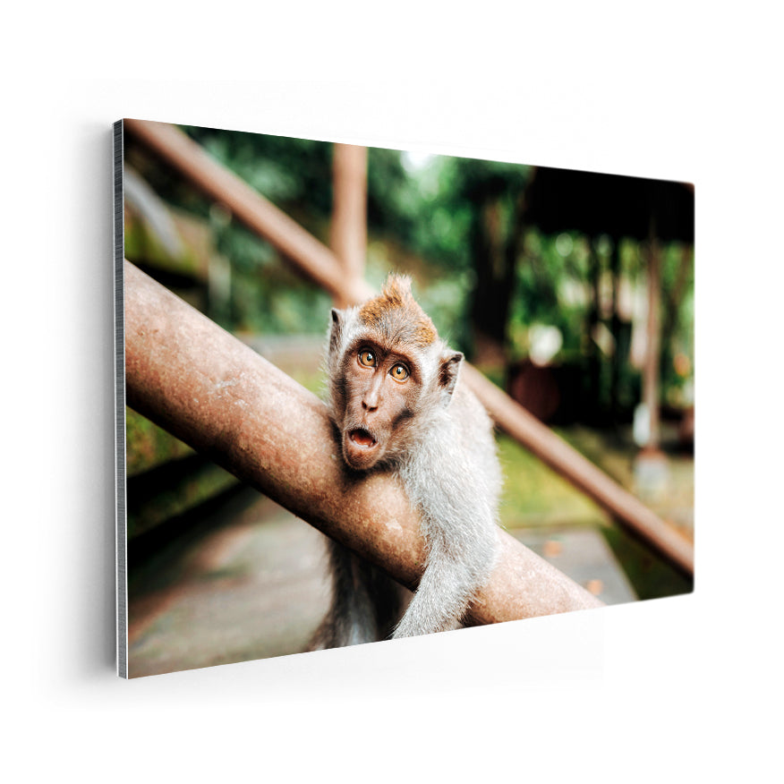 Macaco Rhesus
