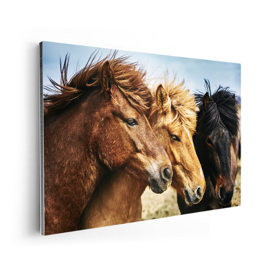 Caballos Gallegos