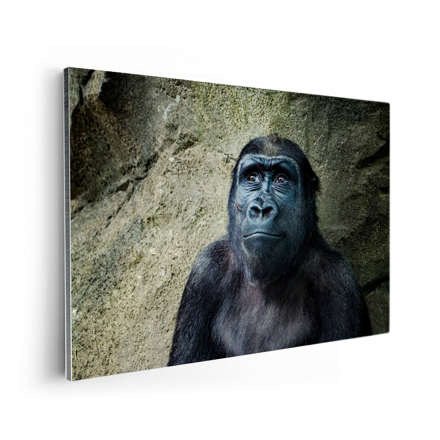 Gorilla Hembra
