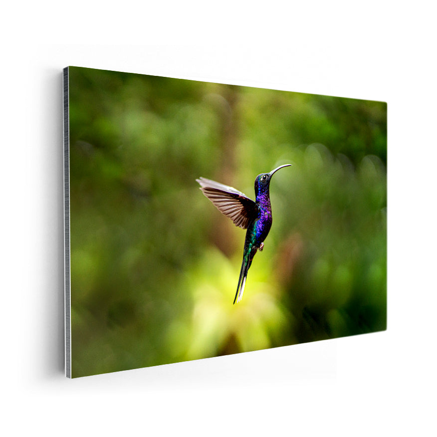 Colibrí