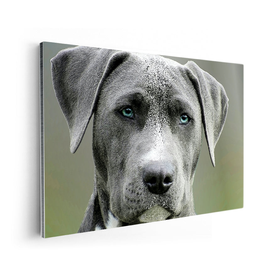 Staffordshire Terrier Americano