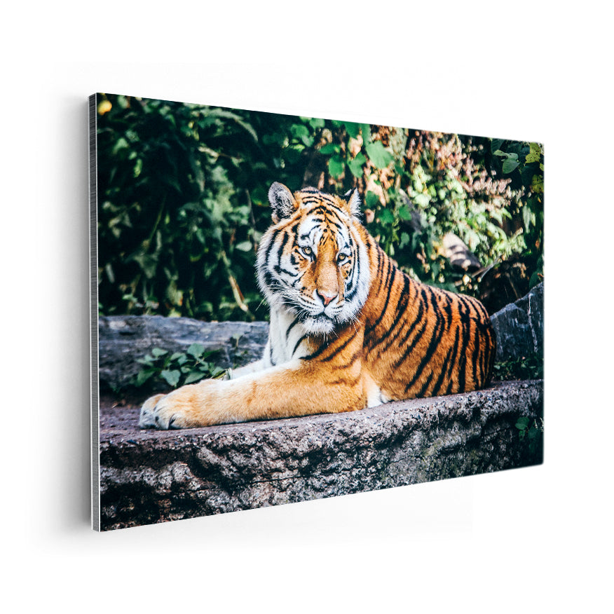 Tigre