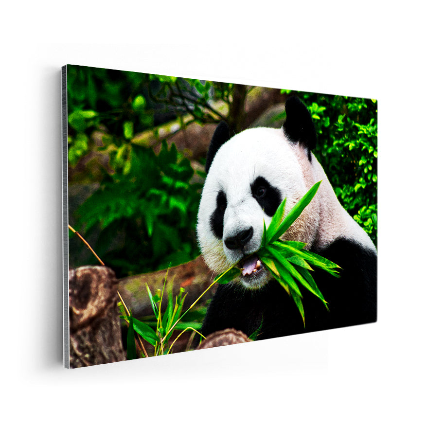 Oso Panda