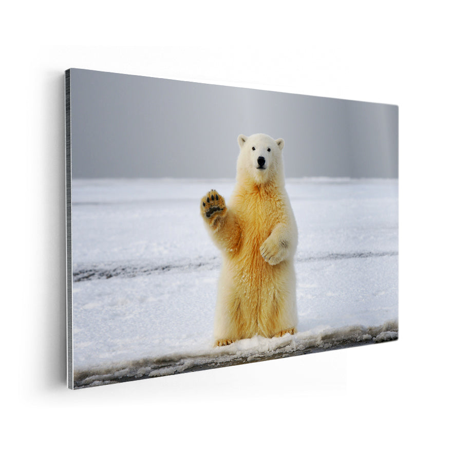 Oso Polar