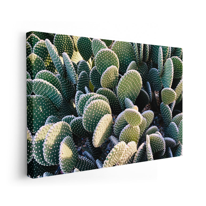 Nopal