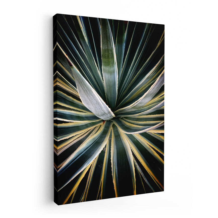 Agave Americana Marginata