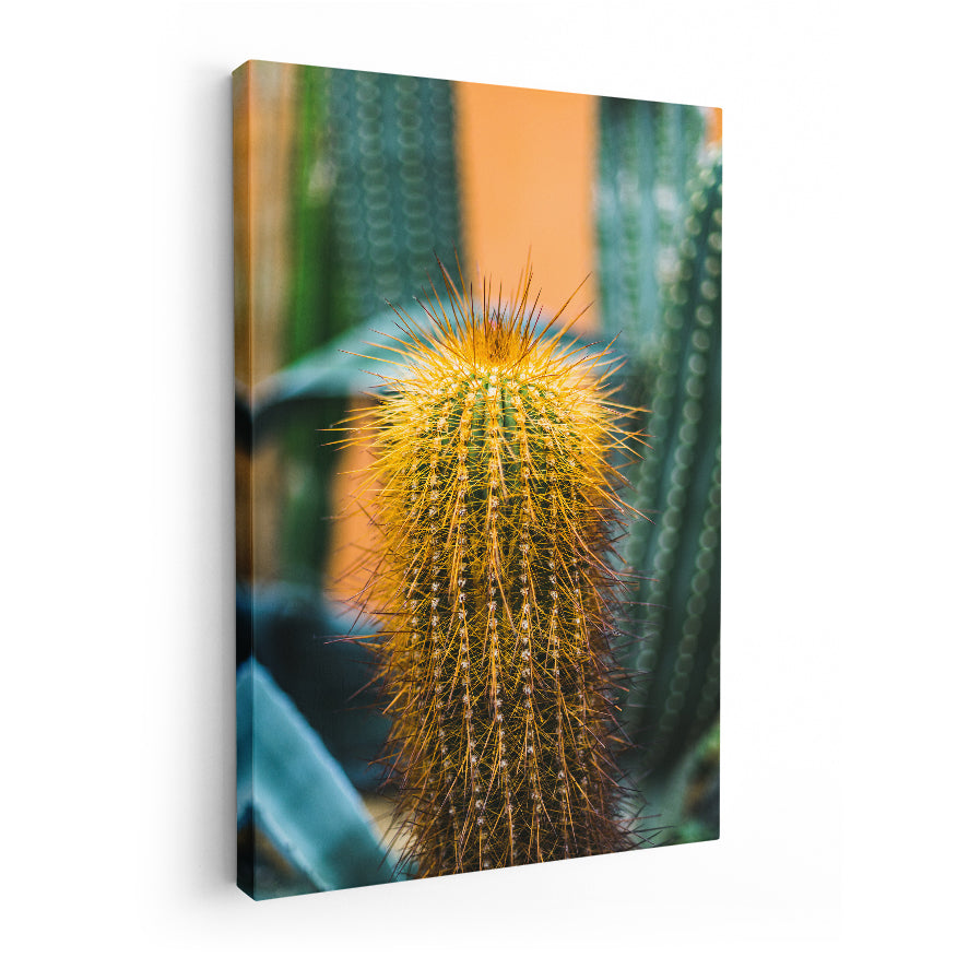 Cactus Espinas Naranja