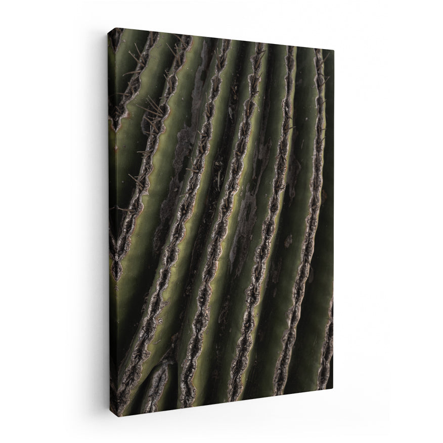 Saguaro