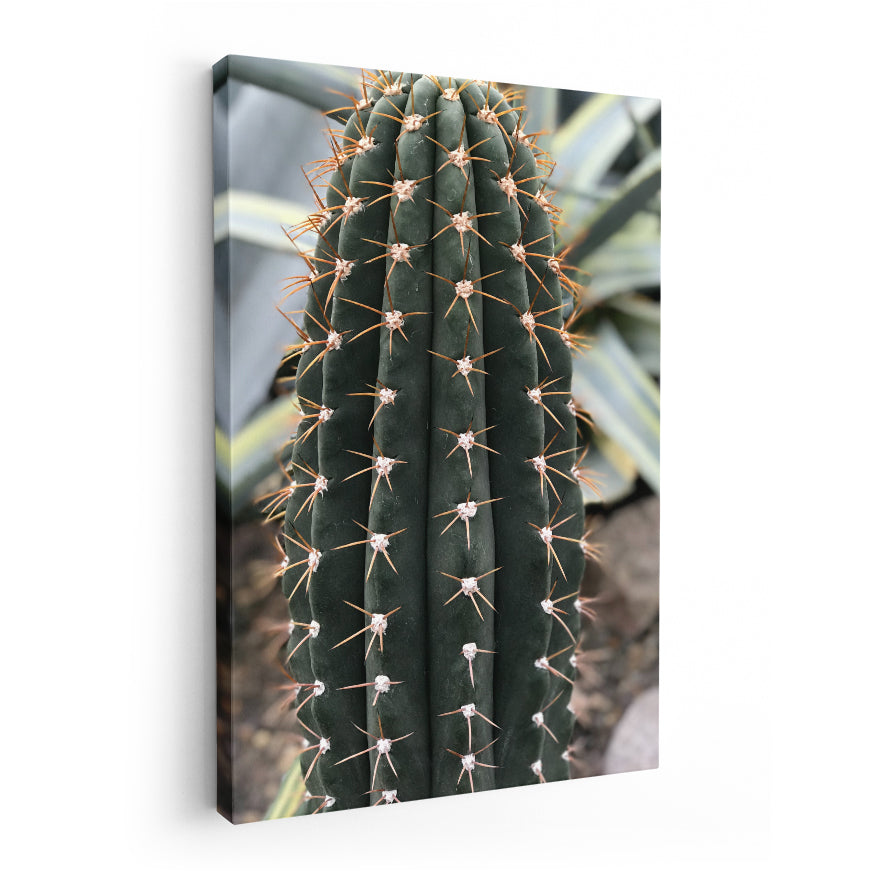 Cactus San Pedro