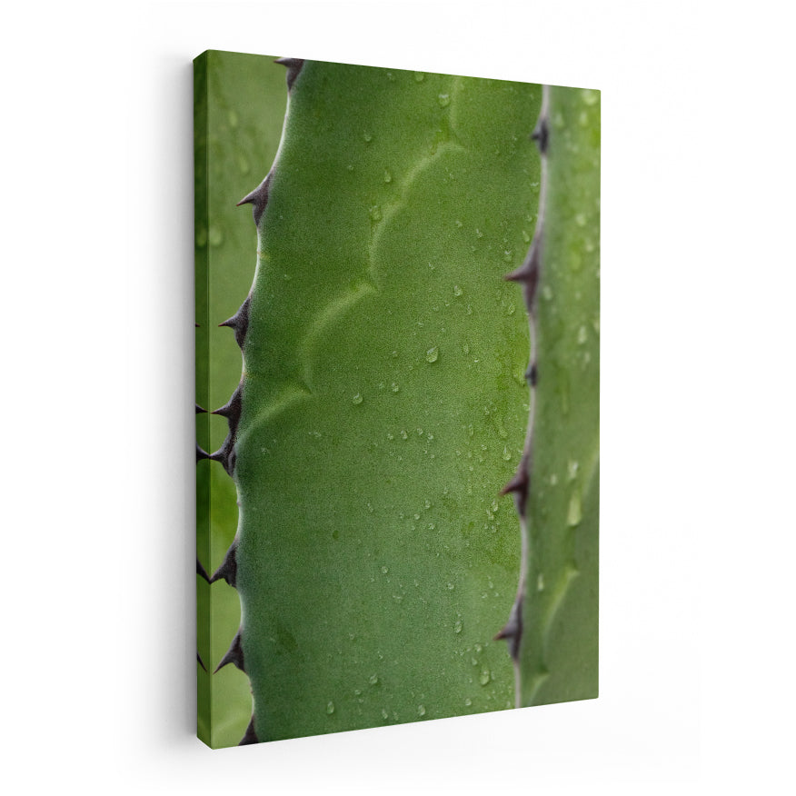 Maguey