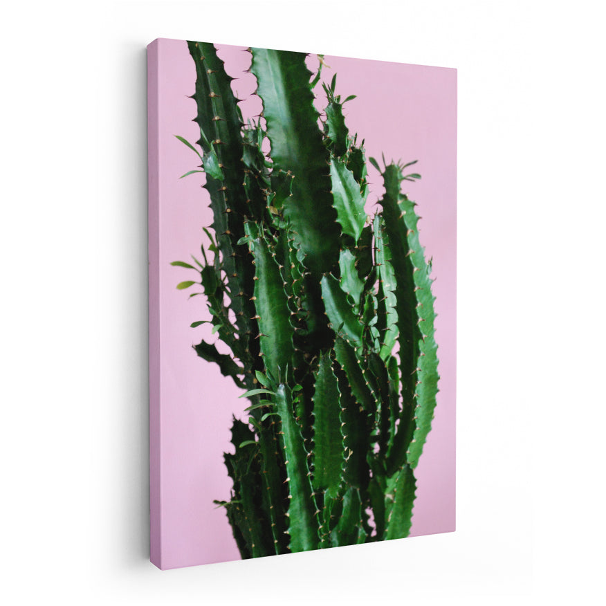 Cactus y Hojas