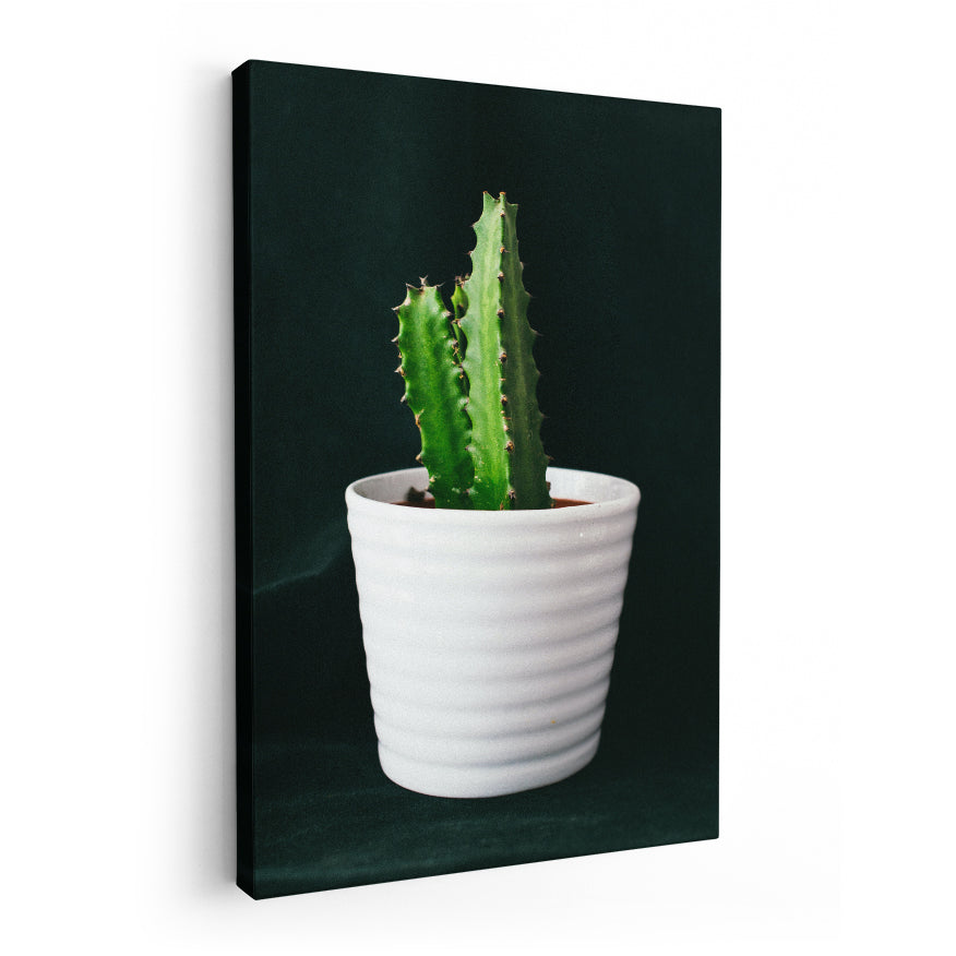 Cactus San Pedro
