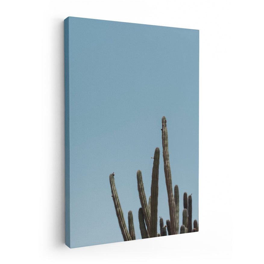 Saguaro